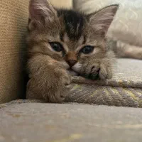گربه با اصالت|گربه|اهواز, کوی ایثار|دیوار