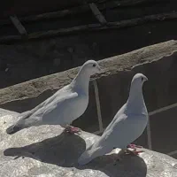 کبوتر نامه بر