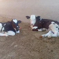 گوساله|حیوانات مزرعه|مسجد سلیمان, |دیوار