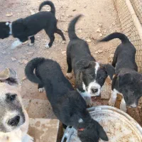 واگذاری سگ
