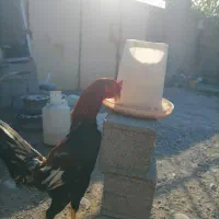مرغ وخروس لاری اصیل افغان
