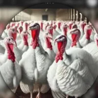 بوقلمون گوشتی