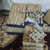 فروش تخم مرغ ارگانیک و تخم بلدرچین(فله بسته بندی )
