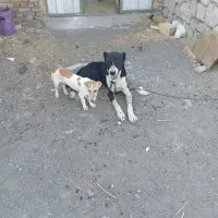 گمشده|حیوانات|شیراز, حومه شیراز|دیوار