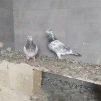 دوتا کفتر یک فروشی|پرنده|خلیل آباد, |دیوار