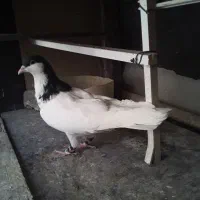 کبوتر شصتی سیاه|پرنده|اقبالیه, |دیوار