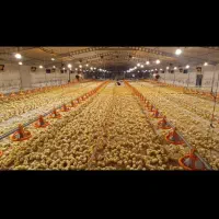 ۲ کارگر مرغداری