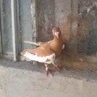 پرنده رنگی|پرنده|مسجد سلیمان, |دیوار