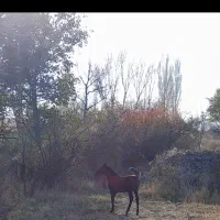 اسب کرد|اسب و تجهیزات اسب‌سواری|مشگین شهر, |دیوار