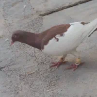 یهودی نر درحد