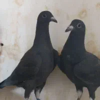 بزک سیاه سینه سفید جوجه