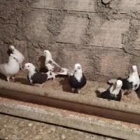 کبوتر،کفتر.