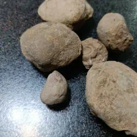 فسیل صدف|کلکسیون اشیاء عتیقه|تفرش, |دیوار