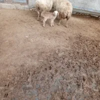 میش بره دار|حیوانات مزرعه|شیروان (خراسان), |دیوار