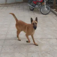 سگ مالینویز نر