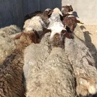 12 راس گوسفند جوان و چاق  ،مایه کرده آبستن|حیوانات مزرعه|قزوین, |دیوار