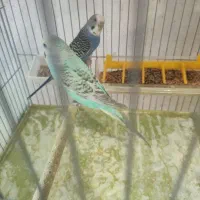 یک جفت مرغ عشق