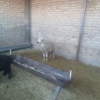 میش وبره|حیوانات مزرعه|مرودشت, زنگی آباد|دیوار