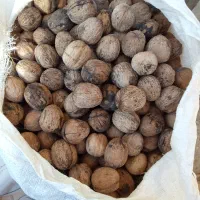گردوی یکدست درشت از یه درخت بزرگ همشون