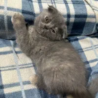 اسکاتیش بریتیش فولد و انفولد همراه با مادر|گربه|کرمانشاه, |دیوار