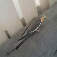 عروس هلندی نر|پرنده|فردیس, سرحدی|دیوار