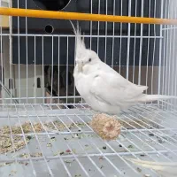 عروس هلندی البینو نر مولد|پرنده|شادگان, |دیوار