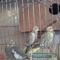 جوجه عروس هلندی