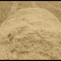 کاه گندم و گرگرو