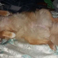 سگ پامر روباهی