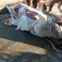 گوشت گوساله