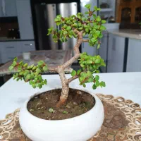 بنسای کراسولا