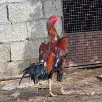 خروس لاری قلم سبز|حیوانات مزرعه|رشت, کوی مهر|دیوار