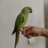 طوطی ملنگو تهران حلقه پا ماده مست مست رام|پرنده|چهاردانگه (تهران), |دیوار