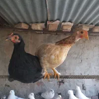 مرغ و خروس مینیاتوری خارجی