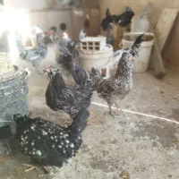 تخم نطفه دار گلین طوسی چهل تاج فول ریش