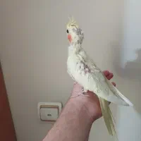 عروس هلندی جوجه رام و دستی نژاد لوتینو و ابلغ