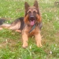 گمشده توله ژرمن ۱۰ ماهه نر|سگ|سیاهکل, |دیوار