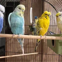 مرغ عشق انگلیسی و پروانه ای