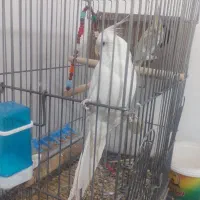 یک جفت عروس هلندی مولد