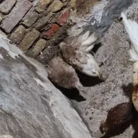 جوجه بوقلمون و جوجه مرغ محلی|حیوانات مزرعه|شوش, |دیوار