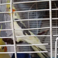 عروس هلندی سخنگو|پرنده|سنگر, |دیوار