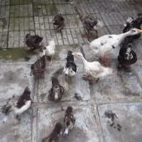 جوجه .غاز . اردک اسرائیلی. اردک نما نر و ماده .|حیوانات مزرعه|بندر انزلی, استادیوم|دیوار