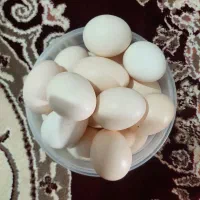 تخم مرغ محلی