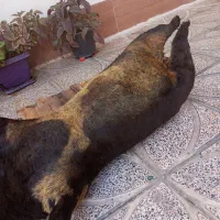 هیزه|کلکسیون و سرگرمی|کوهدشت, |دیوار