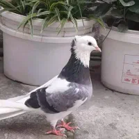 کبوتر آس..