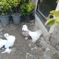 جوجه عروس  وکبوتر دم چتر