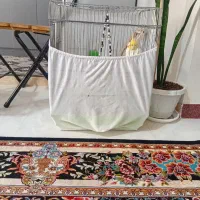 فروش عروس هلندی