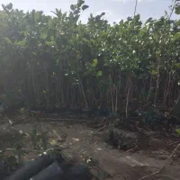 نهال پسته