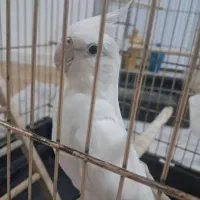 عروس هلندی نر|پرنده|سراوان, |دیوار