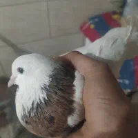 کفتر طوق سالم